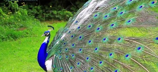عکس طاووس هندی