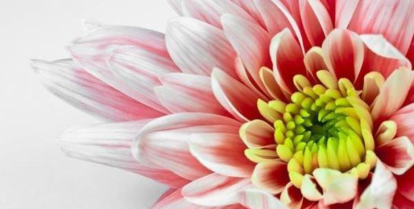 عکس گل های طبیعی و زیبا