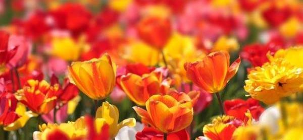 عکس گل های طبیعی و زیبا