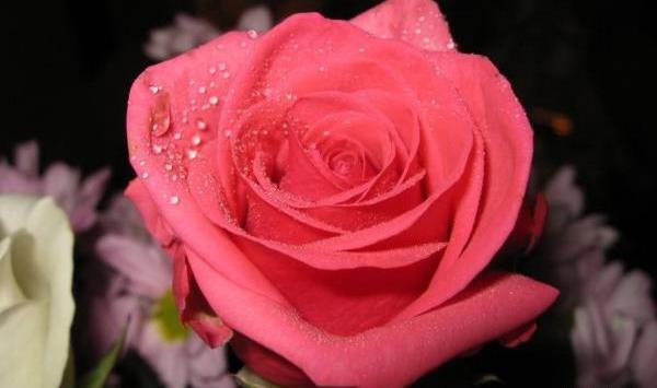 عکس گل های طبیعی و زیبا