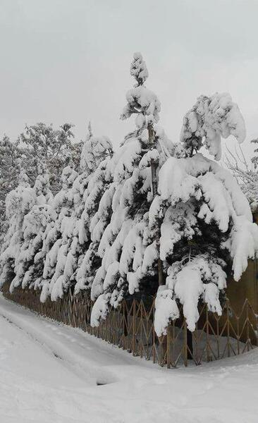 عکس ارزو خواننده افغانی