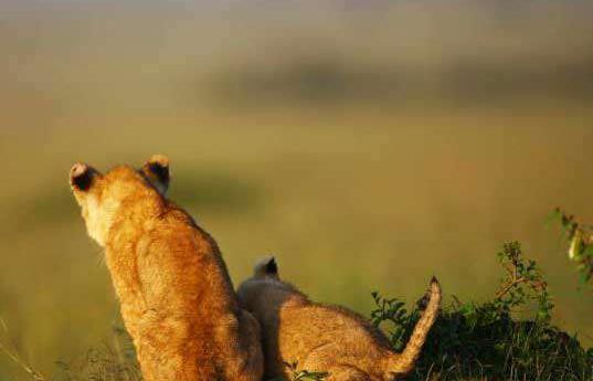 عکس بچه شیر برای پروفایل
