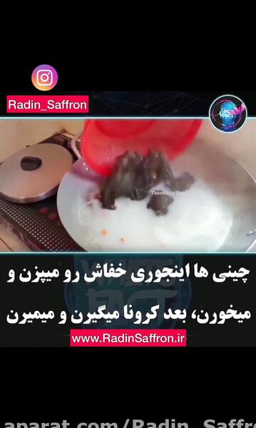 عکس گاو چینی