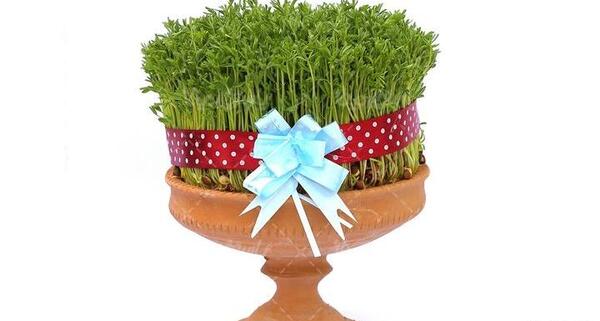 عکس سبزه عید شیک