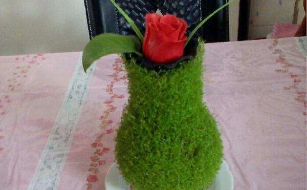 عکس سبزه عید شیک