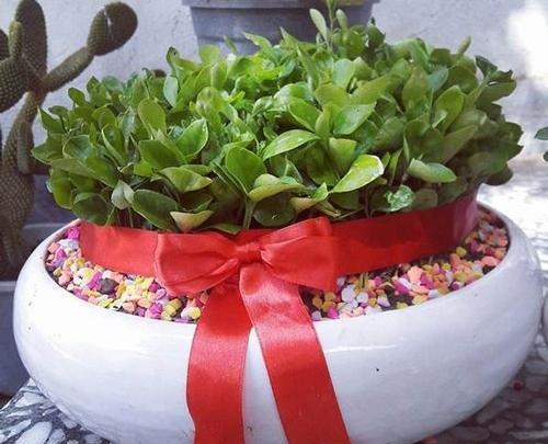 عکس سبزه عید شیک