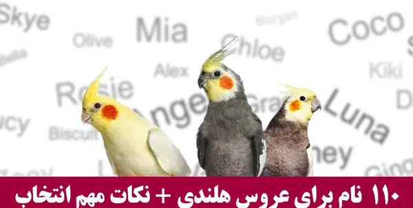 عکس غذاهای عروس هلندی