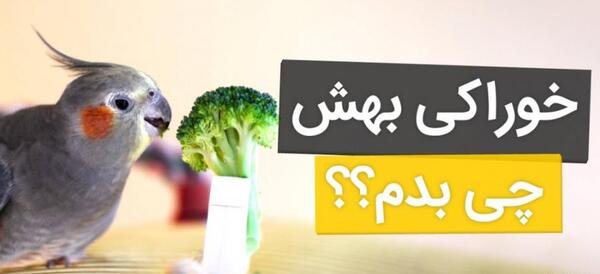 عکس غذاهای عروس هلندی