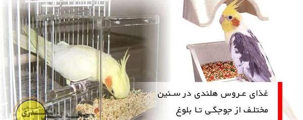 عکس غذاهای عروس هلندی