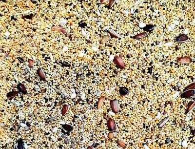عکس غذاهای عروس هلندی