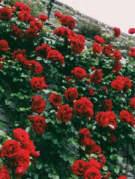 عکس تصویر زمینه اپل جدید