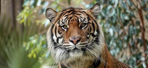 عکس ببر ناز