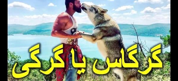 عکس گرگاس واقعی