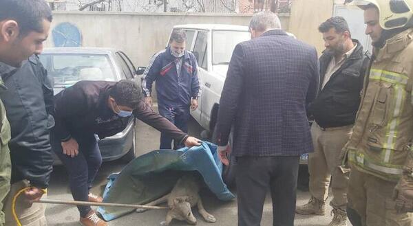 عکس گرگاس واقعی