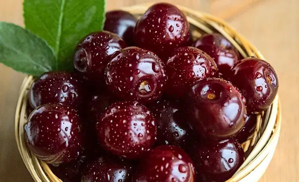 عکس روباه مکار واقعی
