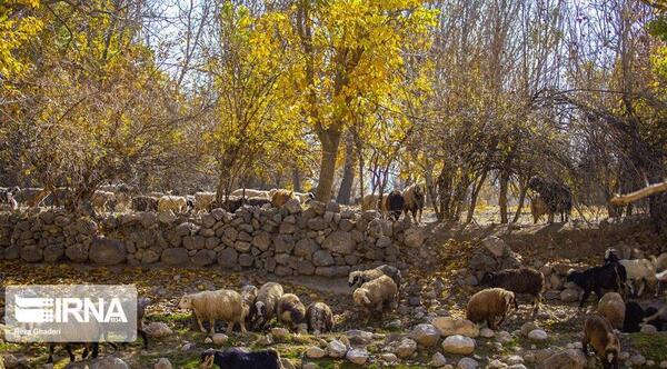 عکس پاییز روستایی
