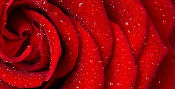 عکس قرمز قلب
