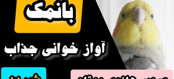 عکس عروس هلندی خاکستری نر