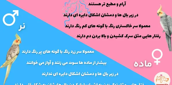 عکس عروس هلندی خاکستری نر