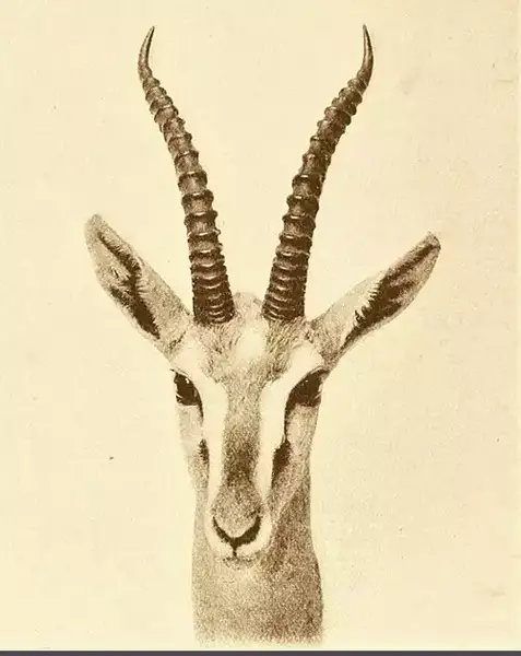 عکس آهوی واقعی