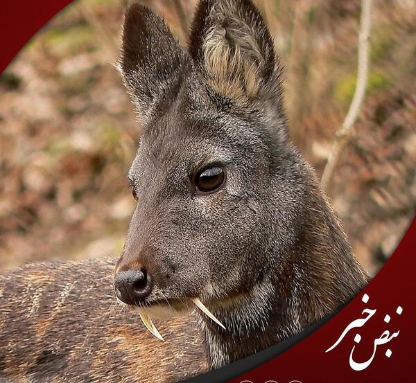 عکس آهوی واقعی