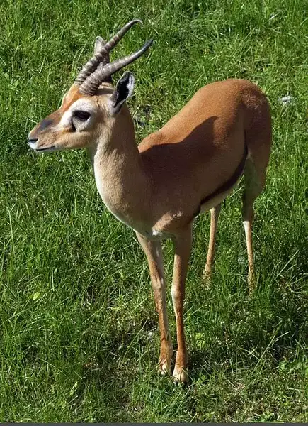 عکس آهوی واقعی