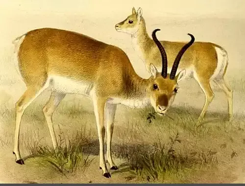 عکس آهوی واقعی