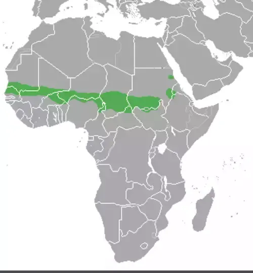 عکس آهوی واقعی