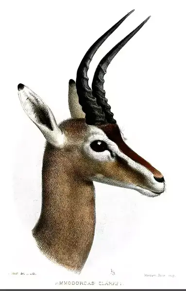 عکس آهوی واقعی