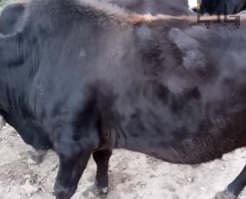 عکس گاو گیلک
