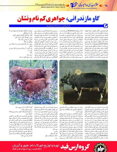 عکس گاو گیلک