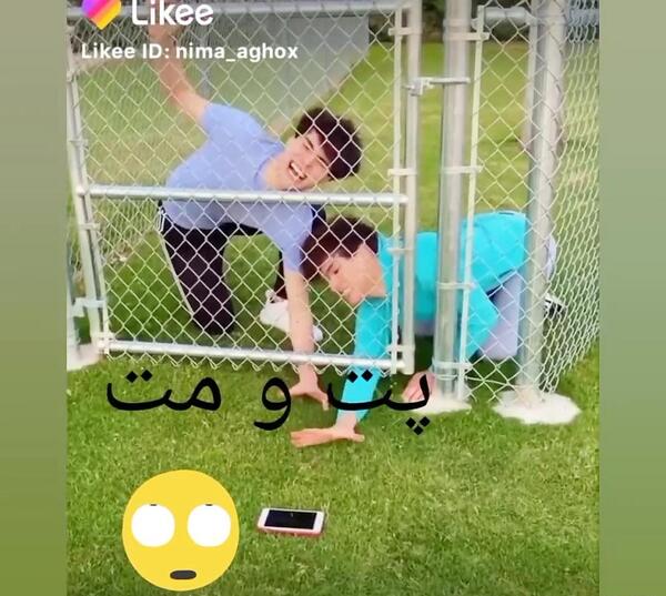 عکس گاو گیلک