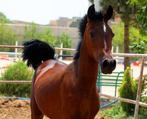 عکس گاو گیلک