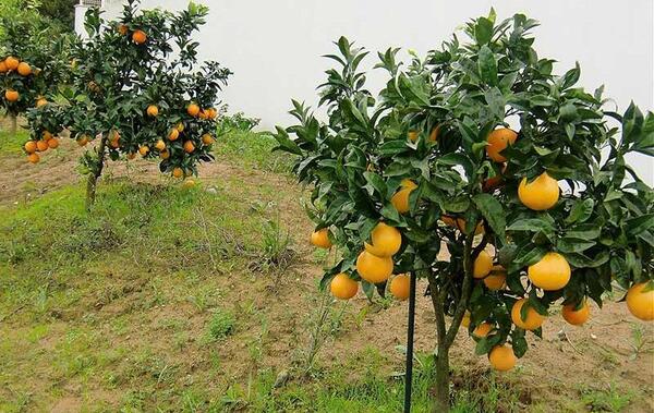 عکس گریپ فروت