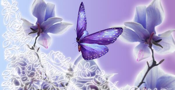 عکس پروانه بنفش