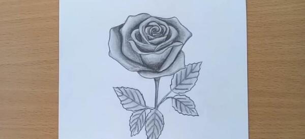عکس نقاشی غنچه گل لاله