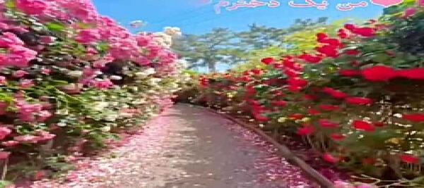 عکس کیوت درخشان دخترانه
