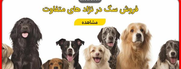 عکس سگ پشمالو بامزه