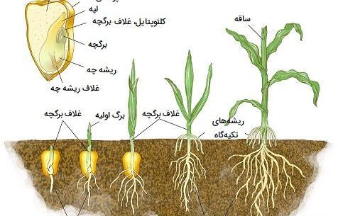 عکس گیاه تک لپه ای