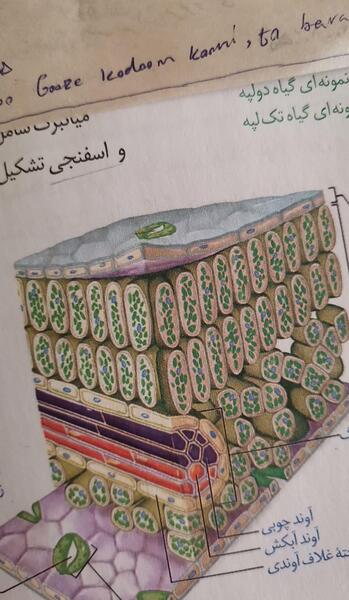 عکس گیاه تک لپه ای