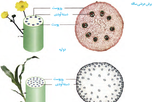 عکس گیاه تک لپه ای