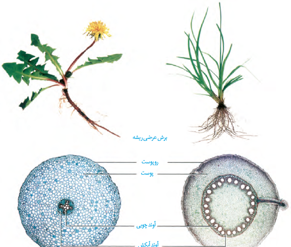 عکس گیاه تک لپه ای