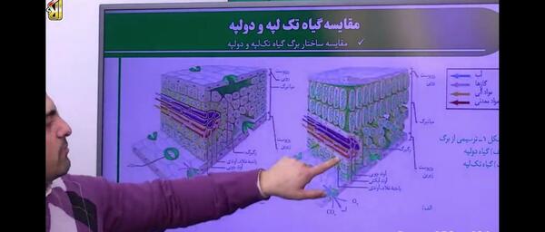 عکس گیاه تک لپه ای