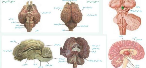 عکس های جلال موقاری