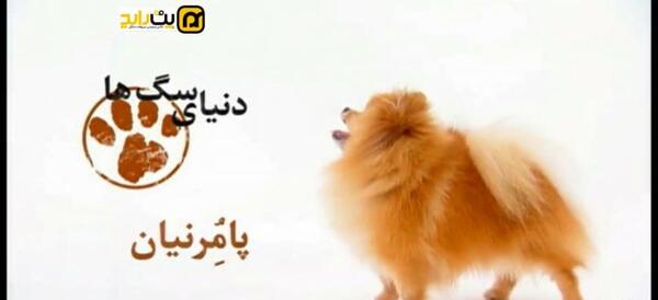 عکس روباه پشمالو