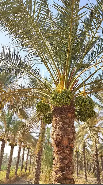 عکس محسن زمانی