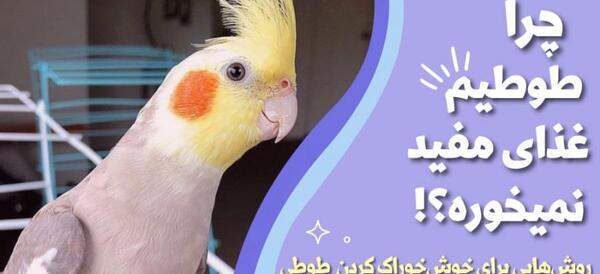 عکس عروس هلندی چی میخوره