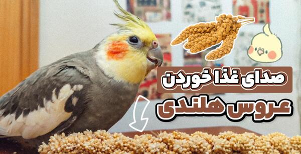 عکس عروس هلندی چی میخوره