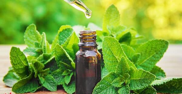 عکس روغن نعناع فلفلی