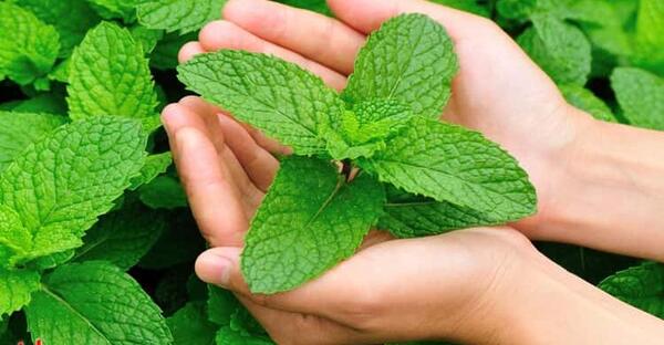 عکس روغن نعناع فلفلی